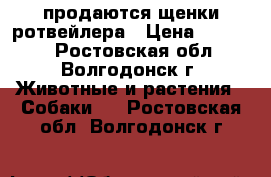 продаются щенки ротвейлера › Цена ­ 10 000 - Ростовская обл., Волгодонск г. Животные и растения » Собаки   . Ростовская обл.,Волгодонск г.